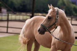 pferd05